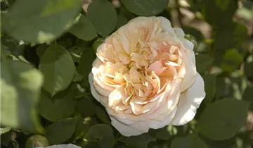 Zum Vergrößern klicken Bildvorschau