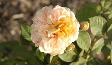 Zum Vergrößern klicken Bildvorschau