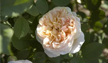 Zum Vergrößern klicken Bildvorschau