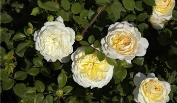 Zum Vergrößern klicken Bildvorschau