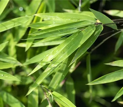 Ein asiatischer Garten als Oase der Ruhe Ein asiatischer Garten als Oase der Ruhe