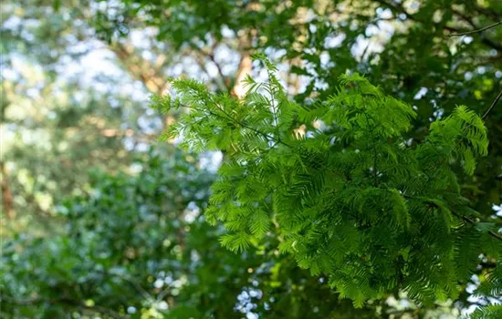 Nadelgehölze einpflanzen und den Garten immergrün gestalten