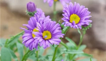 Zum Vergrößern klicken Bildvorschau