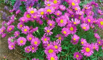 Zum Vergrößern klicken Bildvorschau