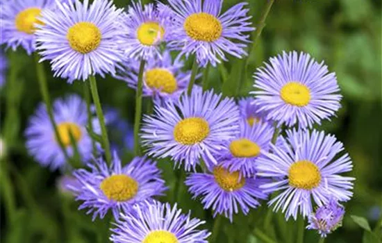 Kissen-Aster Kissen-Aster