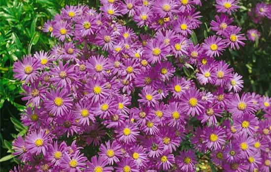 Garten-Kissen-Aster 'Lady in Blue' Garten-Kissen-Aster 'Lady in Blue'
