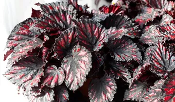 Zum Vergrößern klicken Bildvorschau