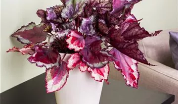 Zum Vergrößern klicken Bildvorschau