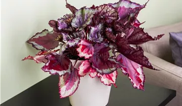 Zum Vergrößern klicken Bildvorschau