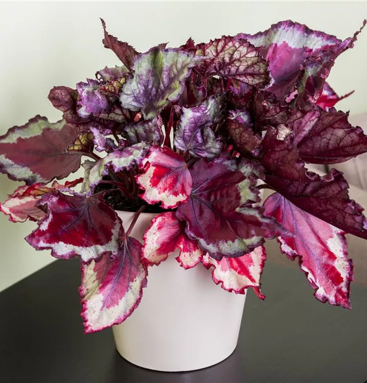 Königsbegonie Königsbegonie