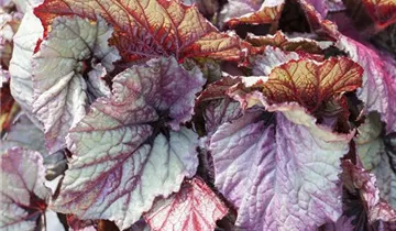 Zum Vergrößern klicken Bildvorschau