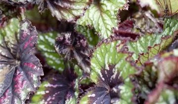 Zum Vergrößern klicken Bildvorschau