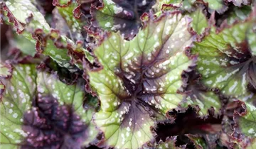 Zum Vergrößern klicken Bildvorschau