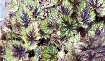 Zum Vergrößern klicken Bildvorschau