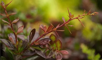Zum Vergrößern klicken Bildvorschau