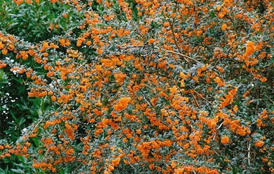 Berberitze Berberitze