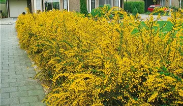 Zum Vergrößern klicken Bildvorschau