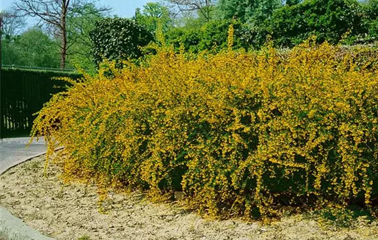 Schmalblättrige Berberitze Schmalblättrige Berberitze