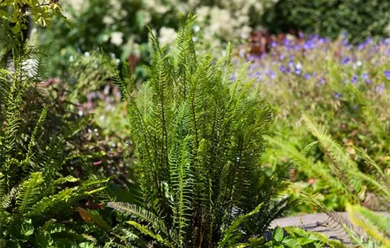 Feuchtzonen im Garten