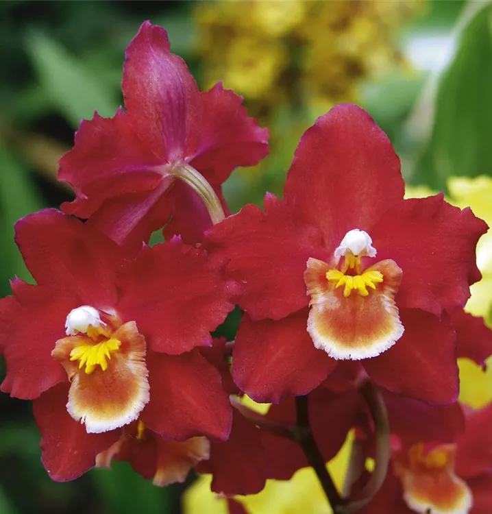 Cambria-Orchidee 'Nelly Isler'