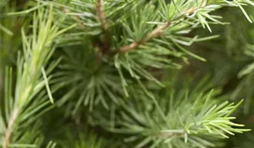 Zum Vergrößern klicken Bildvorschau