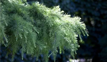 Zum Vergrößern klicken Bildvorschau