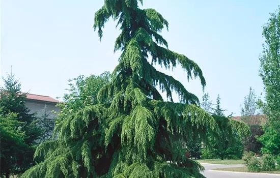 Hänge-Himalaya-Zeder 'Pendula' Hänge-Himalaya-Zeder 'Pendula'