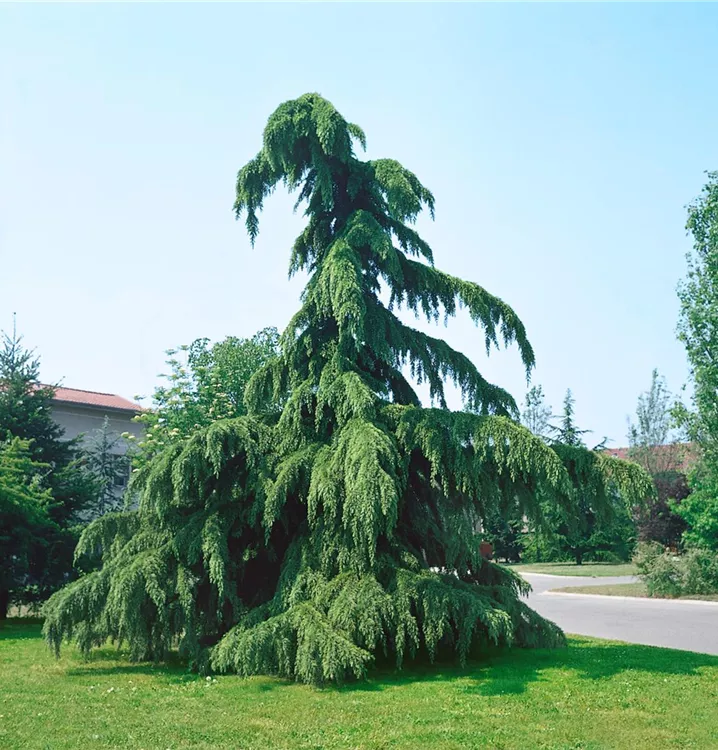Hänge-Himalaya-Zeder 'Pendula'