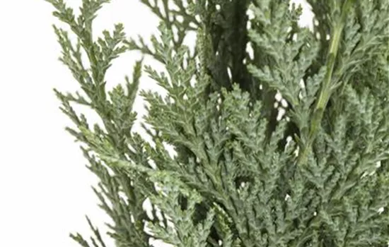 Scheinzypresse Scheinzypresse