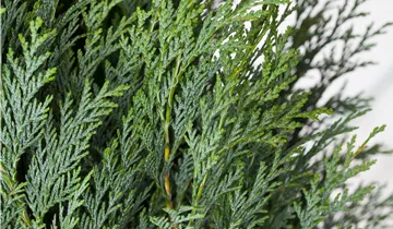 Zum Vergrößern klicken Bildvorschau