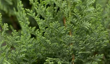 Zum Vergrößern klicken Bildvorschau