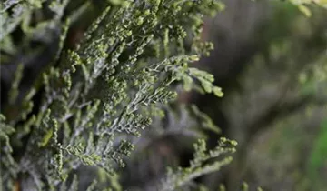 Zum Vergrößern klicken Bildvorschau