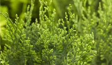 Zum Vergrößern klicken Bildvorschau