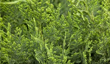 Zum Vergrößern klicken Bildvorschau