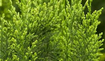 Zum Vergrößern klicken Bildvorschau