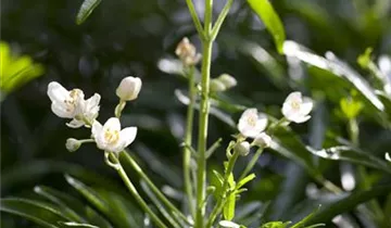 Zum Vergrößern klicken Bildvorschau