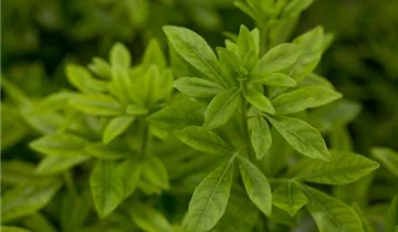 Zum Vergrößern klicken Bildvorschau