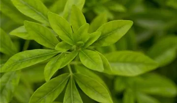 Zum Vergrößern klicken Bildvorschau