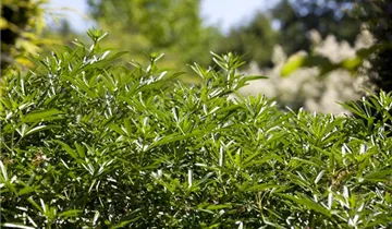 Zum Vergrößern klicken Bildvorschau