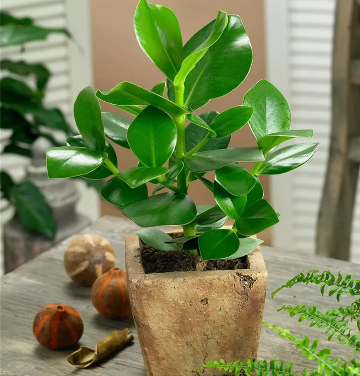 Balsamapfel Balsamapfel