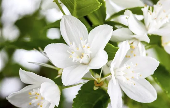 Maiblumenstrauch Maiblumenstrauch