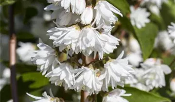 Zum Vergrößern klicken Bildvorschau