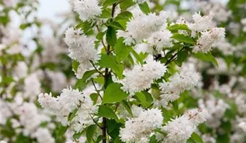 Zum Vergrößern klicken Bildvorschau