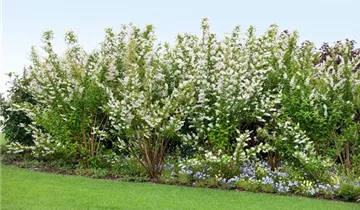 Zum Vergrößern klicken Bildvorschau