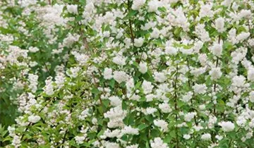 Zum Vergrößern klicken Bildvorschau