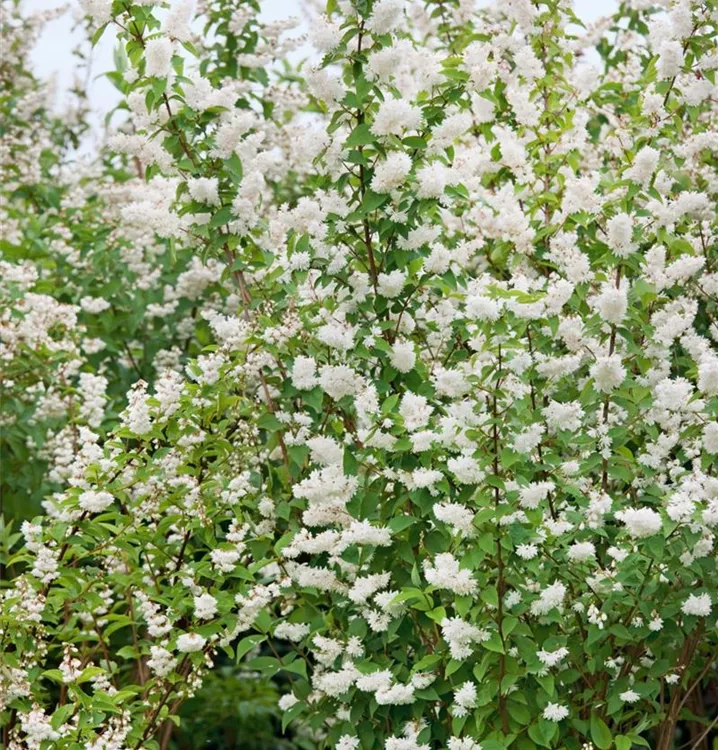 Sternchenstrauch Sternchenstrauch