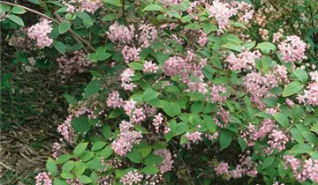 Zum Vergrößern klicken Bildvorschau