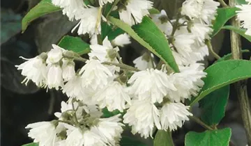 Zum Vergrößern klicken Bildvorschau