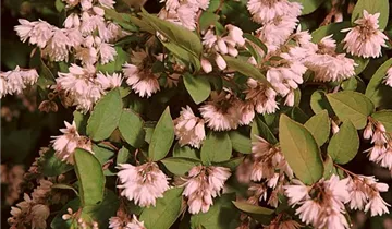 Zum Vergrößern klicken Bildvorschau