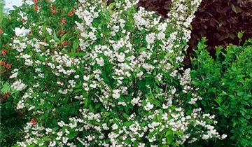 Zum Vergrößern klicken Bildvorschau